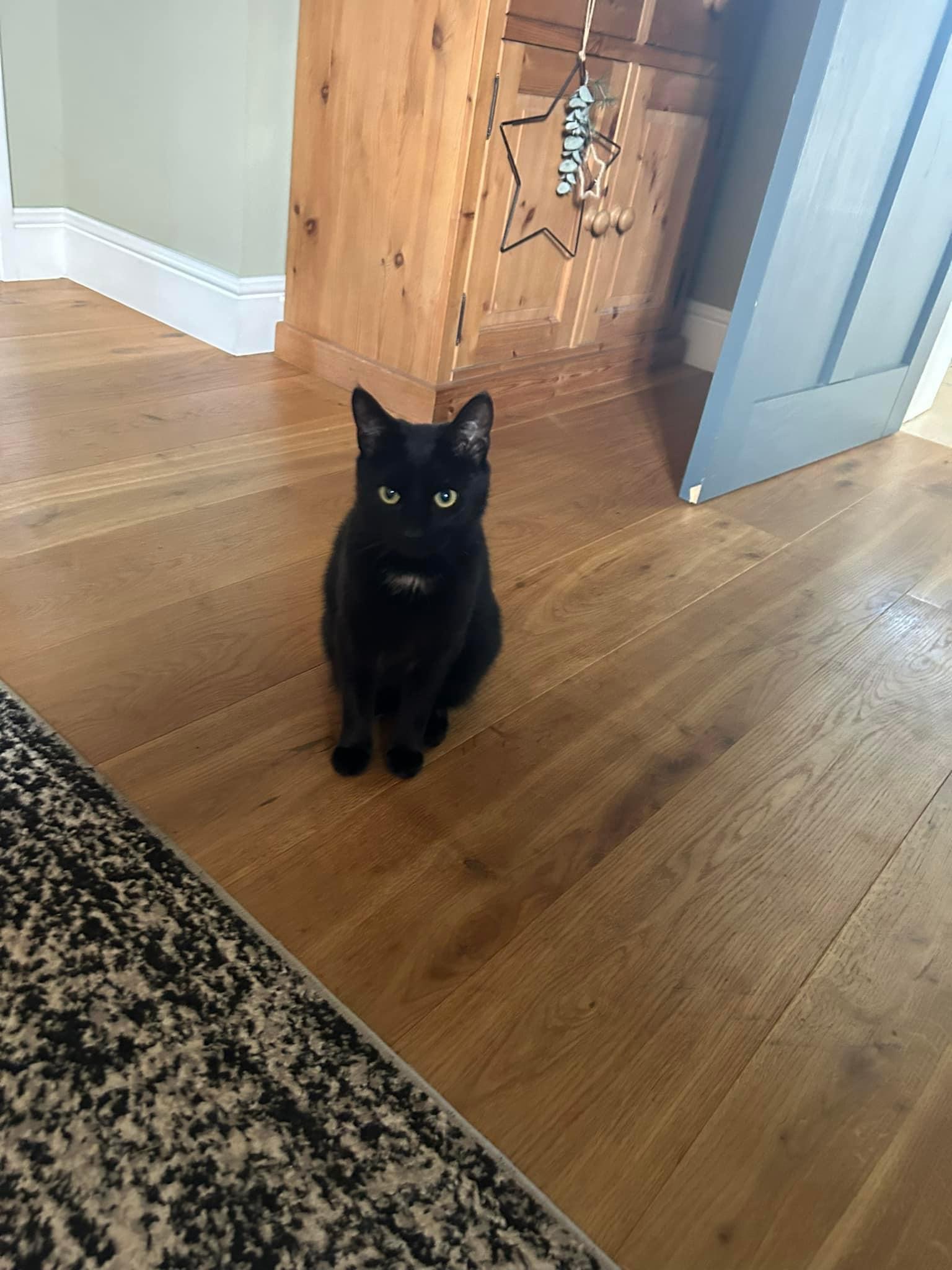 Happy pet (placeholder)